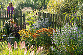 Sommerlicher Garten mit Lampenputzergras, Bartblume Caryopteris), Sonnenhut (Rudbeckia), Chrysanthemen (Chrysanthemum) im Beet