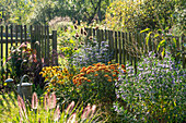 Summery garden with lamp grass, beard flower (Caryopteris), coneflower (Rudbeckia), chrysanthemums (Chrysanthemum) in the bed