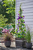 Prunkwinde 'Black Night' (Ipomoea) und  rotes und einfaches Federborstengras auf Holzterrasse in Töpfen neben Sitzplatz