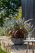 Kiesterrasse mit rotem Federborstengras 'Rubrum' und Bartblume (Caryopteris) im Topf