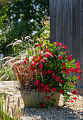 Diplandenia (Mandevilla), red feather bristle grass 'Rubrum' and Japanese blood grass 'Red Baron' in zinc tub on gravel terrace