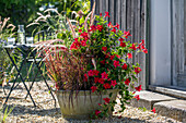 Diplandenia (Mandevilla), red feather bristle grass 'Rubrum' and Japanese blood grass 'Red Baron' in zinc tub on gravel terrace with dog