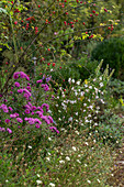 Beet mit Astern, Hagebuttenstrauch, Hundsrose (Rosa canina) und Prachtkerze (Gaura lindheimeri)