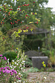 Beet mit Astern, Hagebuttenstrauch, Hundsrose (Rosa canina) und Prachtkerze (Gaura lindheimeri)