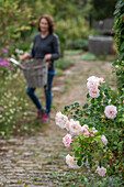 Flowering Rose 'Banquet' (Rosa) at the edge of the path in the garden and woman with gardening tools