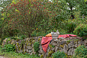 Seat and wicker basket on dry stone wall in front of rose hip bush, dog rose (Rosa canina), with berries