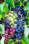 Different coloured grapes with leaves