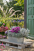 Weißfilziges Greiskraut, Astern, Silberblatt, Stacheldraht, Strohblume 'weißes Wunder', Hortensien  (Hydrangea) und Lampenputzergras in Töpfen auf Terrasse