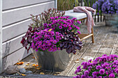 Astern (Aster), Purpurglöckchen (Heuchera), Strauchveronika (Hebe) im Topf auf Terrasse