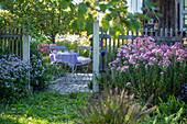 Blick über Zaun zu Sitzplatz im herbstlichen Garten zwischen Astern (Aster)