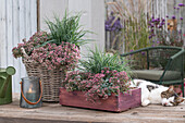 Felsen-Fettblatt (Sedum cauticola) und Hirse-Segge (Carex panicea) in Korb und Holzkiste auf Terrasse