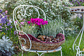 Heidekraut (Calluna) und Alpenveilchen (Cyclamen) mit Kastanien im Korb auf Stuhl, Herbstarrangement