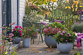 Sitzplatz mit Hortensien (Hydrangea), Dahlie (Dahlia), Schneebeere, Schopflavendel im Topf auf herbstlicher Terrasse