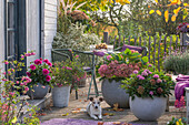 Sitzplatz mit Hortensien (Hydrangea), Dahlie (Dahlia), Schneebeere, Schopflavendel im Topf auf herbstlicher Terrasse mit Hund