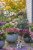 Sitzplatz mit Hortensien (Hydrangea), Dahlie (Dahlia) und Schneebeere im Topf auf herbstlicher Terrasse mit Hund