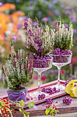 Heidekraut (Calluna), Liebesperlen (Callicarpa Bodinieri) in Gläsern und Hagebutten als Tischdeko