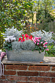 Alpenveilchen (Cyclamen), Silberdraht, weißfilziges Greiskraut 'Winter Whispers' in Blumenkasten auf herbstlicher Terrasse