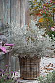 Emustrauch (Eremophila nivea) im Korb auf herbstlicher Terrasse