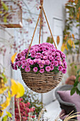 Blumenampel mit Chrysanthemen (Chrysanthemum) im Herbst