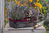 Heidekraut 'Cilly' (Calluna), roter Salbei 'Purpurascens', Torfmyrte in Obstkiste auf der Terrasse