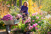 Frau bei Gartenarbeit mit Schubkarre mit Chrysanthemen (Chrysanthemum) und Chinaschilf, Beet mit Dahlien und Heidekraut, Schneebeere, patagonisches Eisenkraut