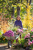 Frau bei Gartenarbeit mit Schubkarre mit Chrysanthemen (Chrysanthemum) und Chinaschilf, Beet mit Dahlien und Heidekraut, Schneebeere, patagonisches Eisenkraut