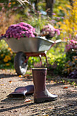 Gummistiefel im herbstlichen Garten vor Schubkarre mit Chrysanthemen (Chrysanthemum), Beet mit Dahlien und Heidekraut