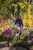 Frau bei Gartenarbeit mit Schubkarre mit Chrysanthemen (Chrysanthemum) und Chinaschilf, Beet mit Dahlien und Heidekraut, Schneebeere, patagonisches Eisenkraut