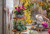 Hängeampel mit Alpenveilchen (Cyclamen) und Fettblattrosette, und Chinaschilf