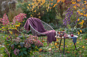 Hortensie (Hydrangea) vor Apfel auf Tisch im herbstlichen Garten neben Sitzplatz