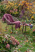 Hortensie (Hydrangea) vor Apfel auf Tisch im herbstlichen Garten neben Sitzplatz