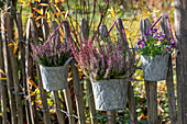 Heidekraut (Calluna) und Stiefmütterchen (Viola) in Töpfen am Zaun hängend im herbstlichen Garten