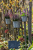 Heidekraut (Calluna) und Stiefmütterchen (Viola) in Töpfen am Zaun hängend im herbstlichen Garten