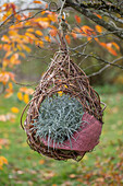 Silbrigblättriges Heiligenkraut (Santolina chamaecyparissus) 'Fine Leaf' in Nest am Baum