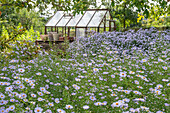 Autumn asters (Aster) in the bed