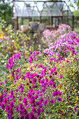 Autumn aster in a bed