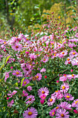 Autumn aster in a flower bed