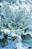 Kohlköpfe (Brassica) mit Raureif im Beet