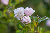 Bedding rose 'Banquet' (Rosa) with hoar frost, close-up