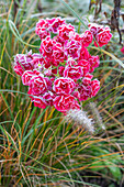 Rosen mit Raureif im Beet (Rosa)