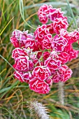 Rosen mit Raureif im Beet (Rosa)