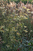 Foeniculum vulgare with dewdrops in the garden