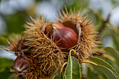 Ripe chestnuts of the sweet chestnut (Castanea sativa) on the bush