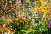 Autumn chrysanthemums (Chrysanthemum indicum), Patagonian verbena (Verbena bonariensis), yarrow (Achillea) in an autumn garden bed