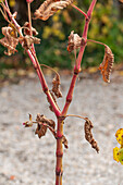 Oriental knotweed (Persicaria orientalis) stems in the garden