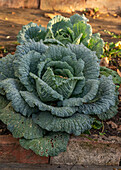 Reifer Wirsing im Beet im Herbst (Brassica oleracea)