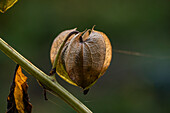 Andenbeere (Physalis Peruviana), Fruchtkapsel im Herbst, Portrait