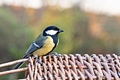 Great tit in the garden (Parus major) on wicker basket, close-up