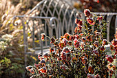 Sitzplatz zwischen Herbstchrysanthemen (Chrysanthemum indicum) und Lampenputzergras beim ersten Frost