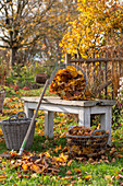 Gardening, raked leaves, collecting them in a basket and removing them from the lawn